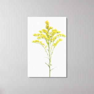 Goldenrod-Blume (Solidago juncea), Nordamerika Leinwanddruck