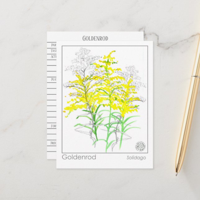 Goldenrod Materia Medica Monograph Kräuterstudie Postkarte (Vorderseite/Rückseite Beispiel)