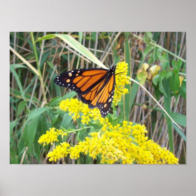 Goldenrod mit Butterfly Poster (Vorne)
