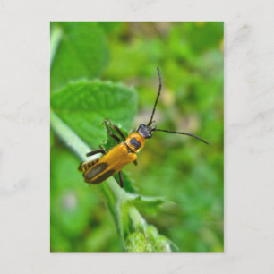 Goldenrod Soldier Beetle Postkarte