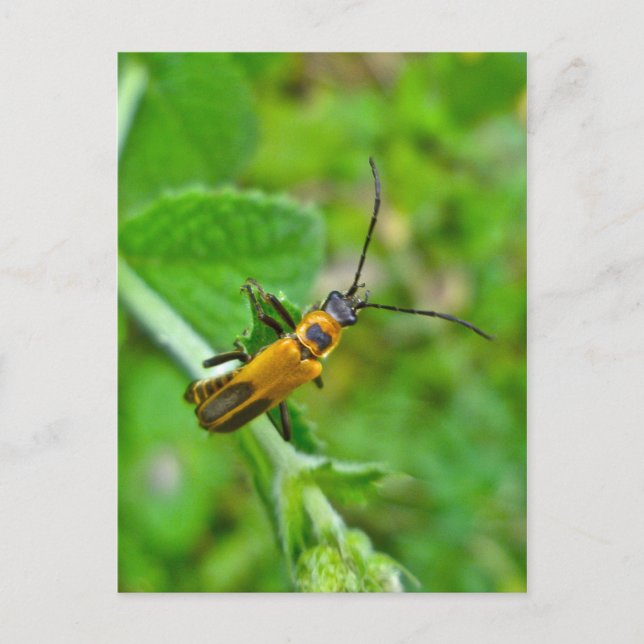 Goldenrod Soldier Beetle Postkarte (Vorderseite)