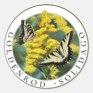 Goldenrod Solidago und Tiger Frack Butterfly Runder Aufkleber