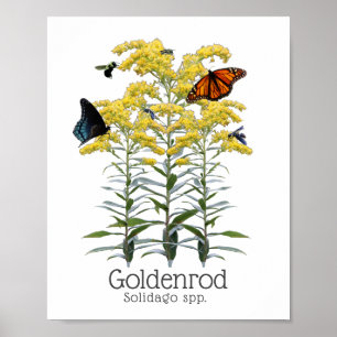 Goldenrod Solidago Wildblume und Bestäuber Poster