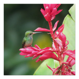 Goldentail Hummingbird-Foto Poster