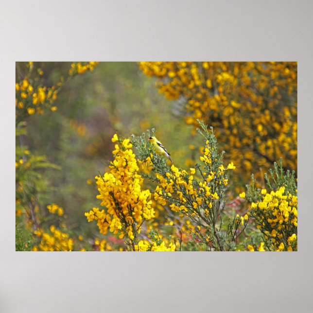 Goldfeine und gelbe Blumen Poster (Vorne)
