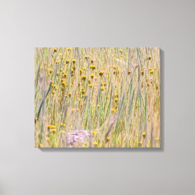 Goldfield und Grass Leinwanddruck (Vorderseite)