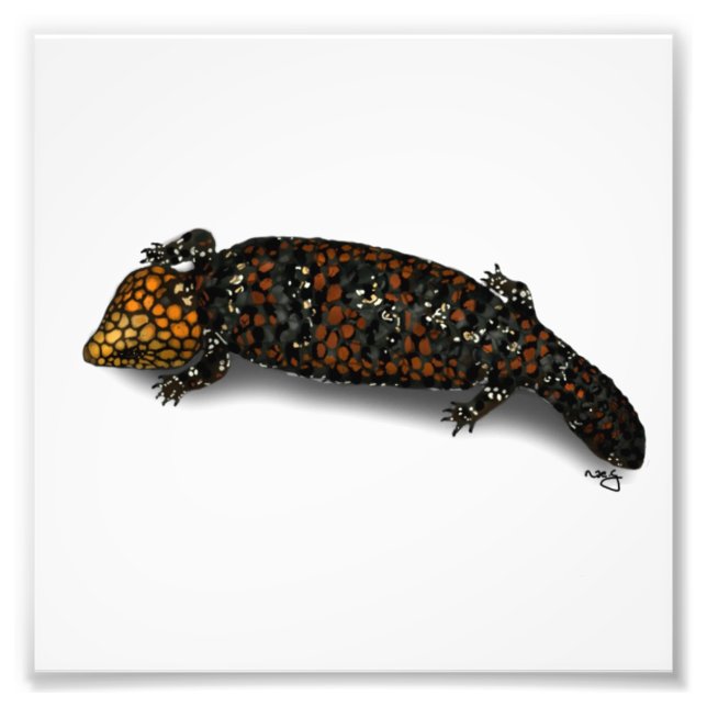 Goldfields Shingleback Lizard Print Fotodruck (Vorne)