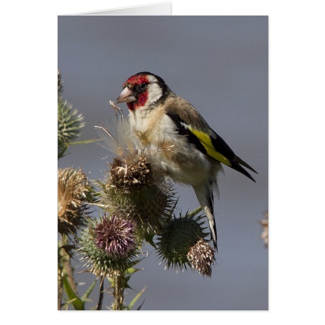 Goldfinch (Vorne)