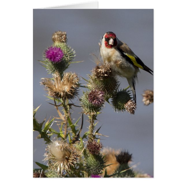 Goldfinch (Vorne)