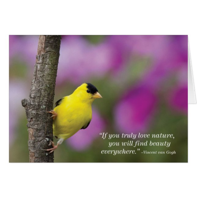 Goldfinch (Vorderseite (Horizontal))