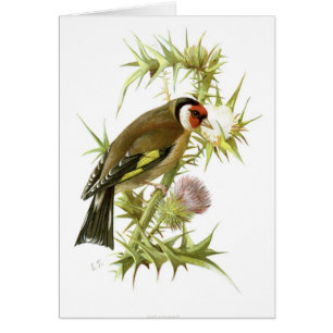 Goldfinch