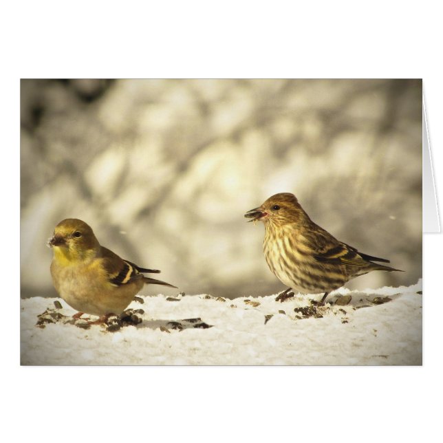 Goldfinch and Pine Siskin Blank Card (Vorderseite (Horizontal))