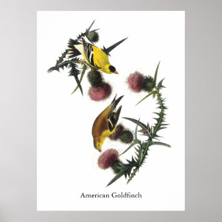 Goldfinch, Audubon Poster
