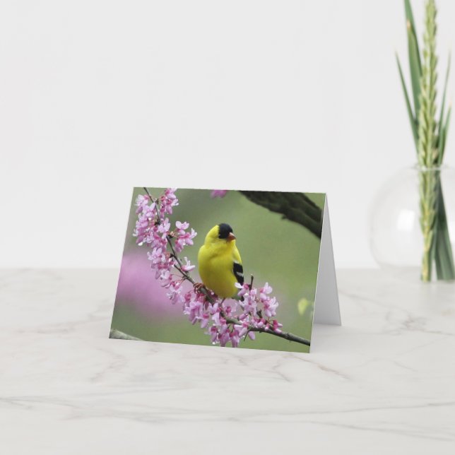 Goldfinch auf blühender Redbud-Baumzweig Karte (Vorderseite)