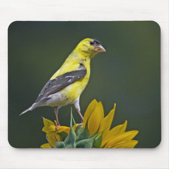 Goldfinch auf einem Sonnenblumenmousepad Mousepad (Vorne)