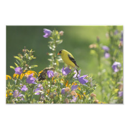 Goldfinch auf einer Harebell-Blume Fotodruck