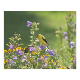 Goldfinch auf einer Harebell-Blume Fotodruck