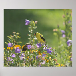 Goldfinch auf einer Harebell-Blume Poster