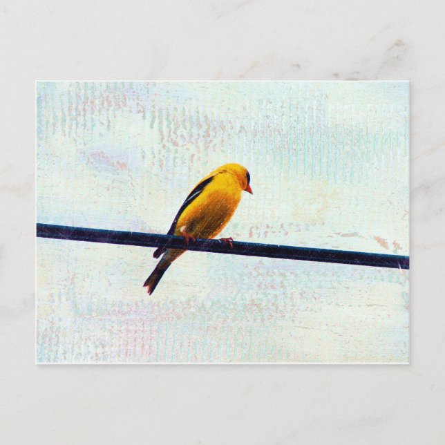 Goldfinch auf einer Power-Linie Postkarte (Vorderseite)