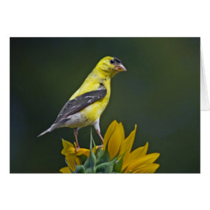 Goldfinch auf Sonnenblume