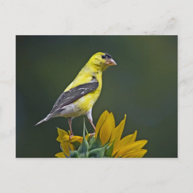 Goldfinch auf Sonnenblume Postkarte (Vorderseite)