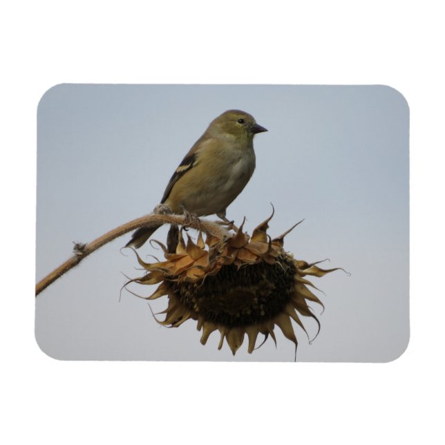 Goldfinch auf Sonnenblumenmotiv Magnet (Horizontal)
