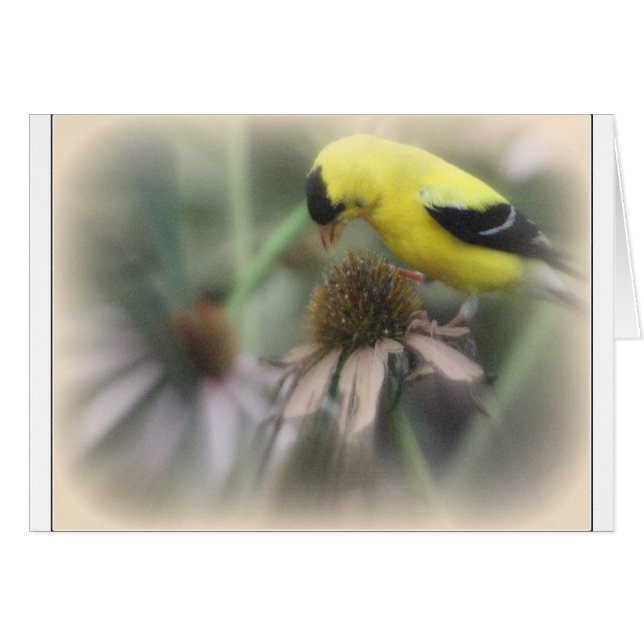 Goldfinch auf Thistle (Vorderseite (Horizontal))