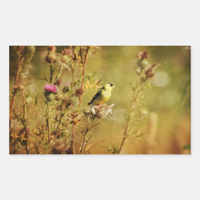 Goldfinch-Foto Rechteckiger Aufkleber (Vorderseite)