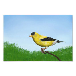 Goldfinch Fotodruck