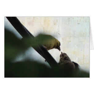 Goldfinch Füttre Chick