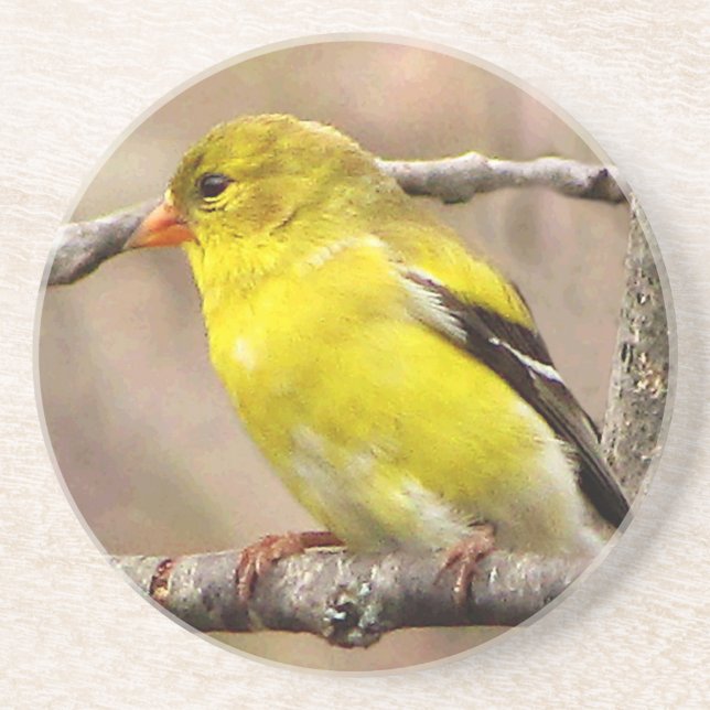 Goldfinch Getränkeuntersetzer (Vorne)