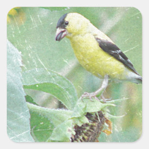 Goldfinch Grunge Quadratischer Aufkleber