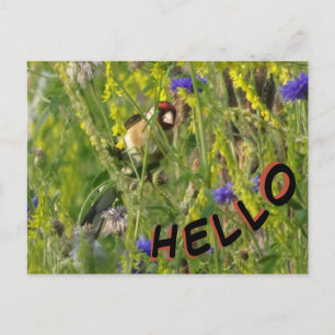 Goldfinch im Feld Wilde Blume HELLO Postkarte
