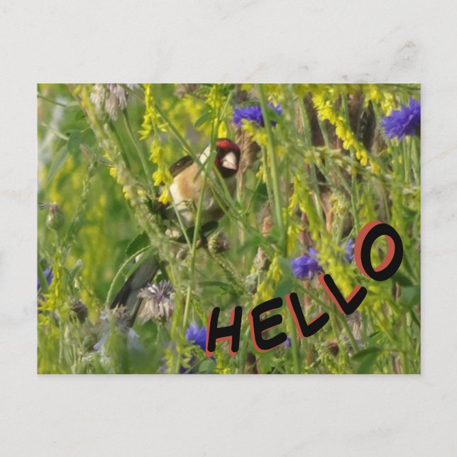 Goldfinch im Feld Wilde Blume HELLO Postkarte (Vorderseite)