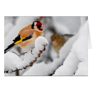 Goldfinch im Schnee