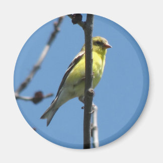 Goldfinch in einem Baum Magnet