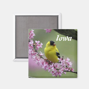 Goldfinch, Iowa Staat Bird Magnet
