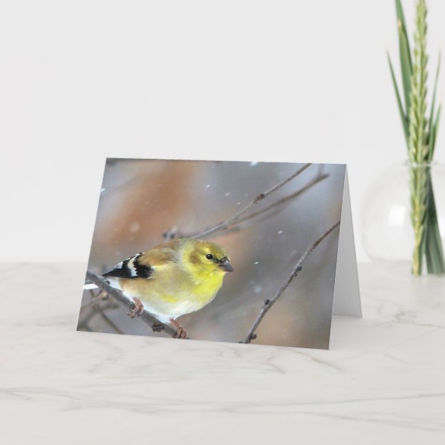 Goldfinch Karte (Vorderseite)