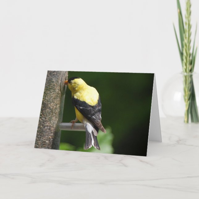 Goldfinch Karte (Vorderseite)