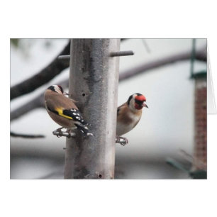 Goldfinch-Karte