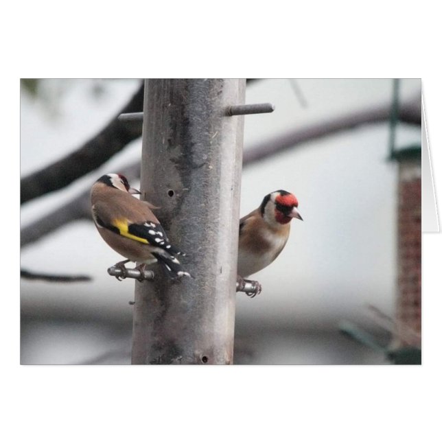 Goldfinch-Karte (Vorderseite (Horizontal))