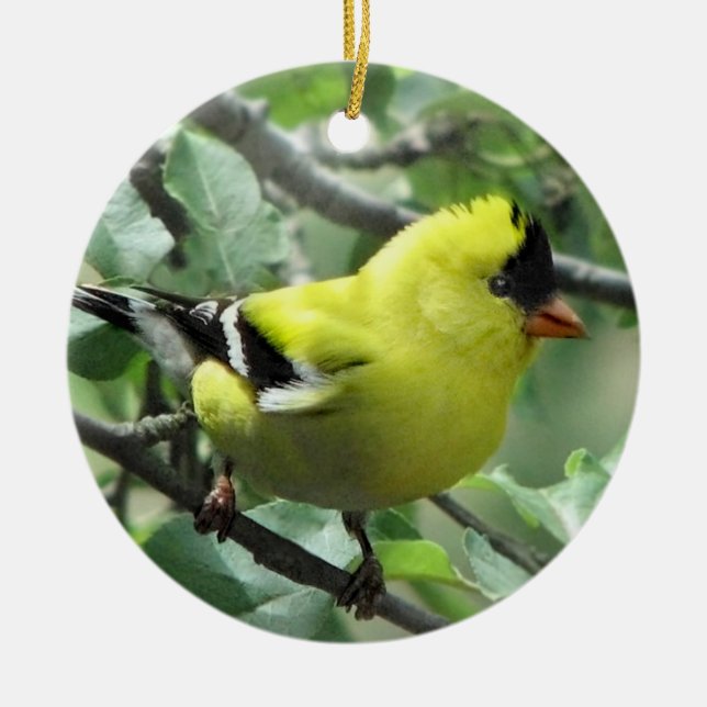 Goldfinch Keramik Ornament (Vorne)