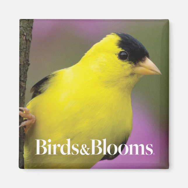 Goldfinch Magnet (Vorne)