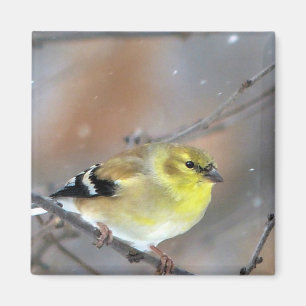 Goldfinch Magnet
