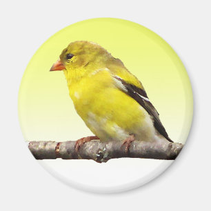 Goldfinch Magnet