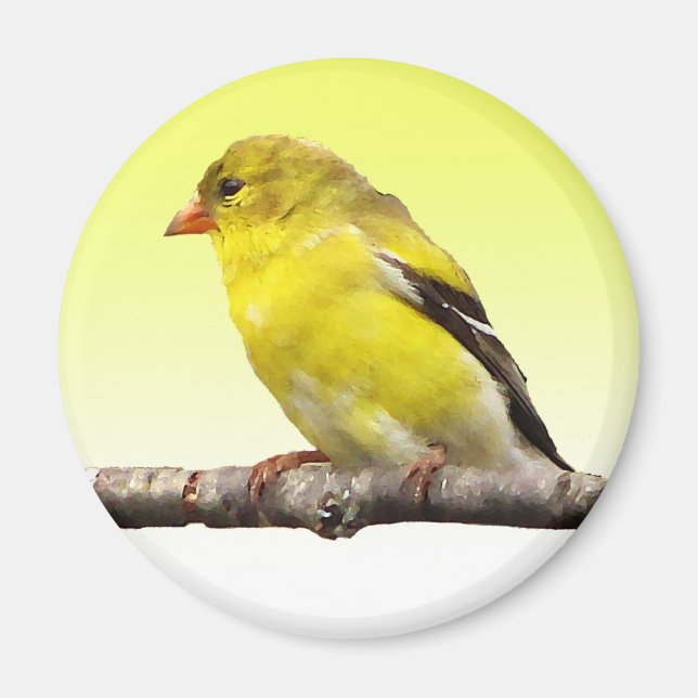 Goldfinch Magnet (Vorne)