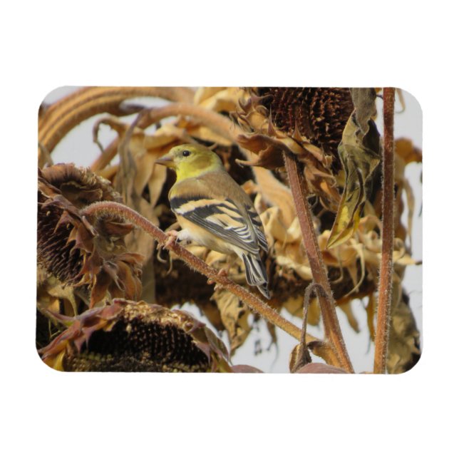 Goldfinch mit Sonnenblumenmagnet Magnet (Horizontal)