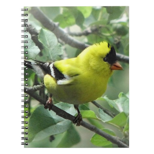 Goldfinch-Notebook Notizblock (Vorderseite)