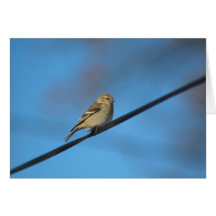 Goldfinch-Notenkarte