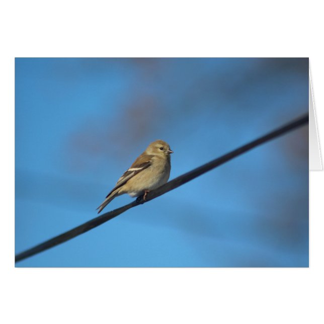 Goldfinch-Notenkarte (Vorderseite (Horizontal))